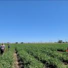 researchers sampling a tomato field 